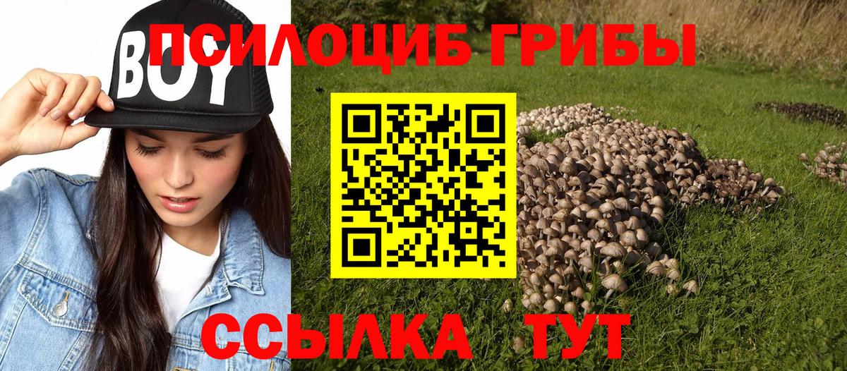 Псилоцибиновые грибы Cubensis Волхов